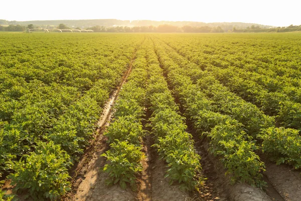 Campo Patatas Día Soleado Camas Campo Patatas — Foto de Stock