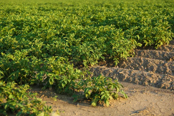 Campo Patate Una Giornata Sole Letti Campo Patate — Foto Stock