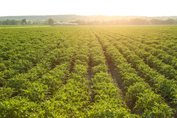 Campo Patate Una Giornata Sole Letti Campo Patate — Foto Stock