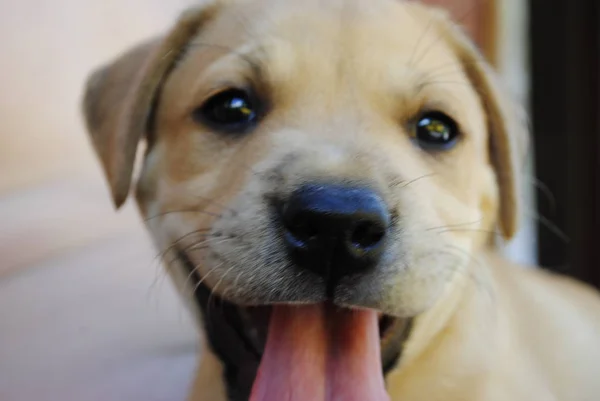 the chocolate labrador retriever puppy