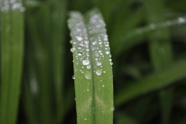 çim üzerinde yeşil su