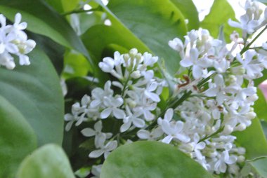 ormanda bir eğrelti otu