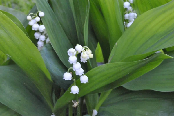 Les Fleurs Dans Jardin — Photo