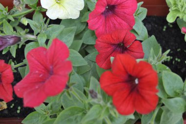 Bahçedeki kırmızı çiçekler