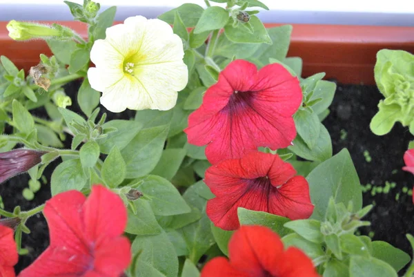 Röda Blommor Trädgården — Stockfoto