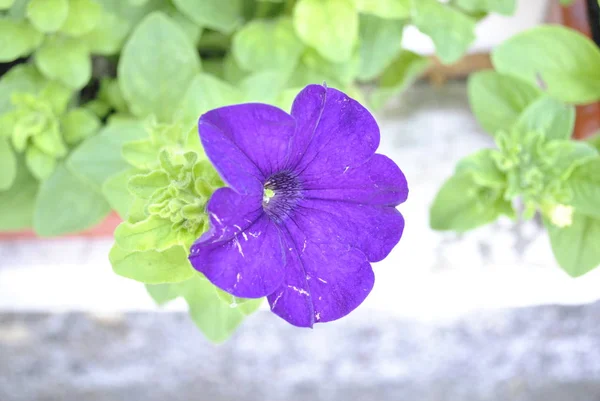 Röda Blommor Trädgården — Stockfoto