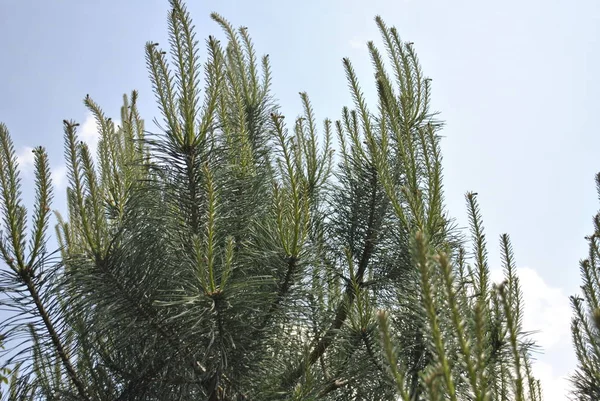 Green Branches Palm Tree — Stock Photo, Image