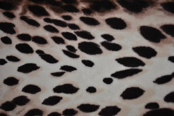 Textura Una Piel Leopardo —  Fotos de Stock