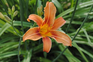 Bahçede turuncu zambak