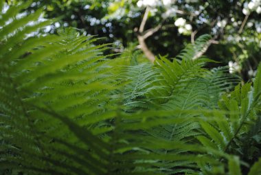 Ormanda eğrelti otları