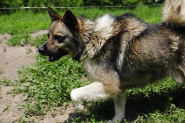 Çimlerin üzerindeki köpek