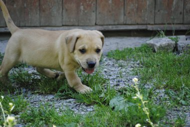 Bahçedeki köpek.