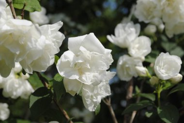 Bahçede beyaz çiçekler