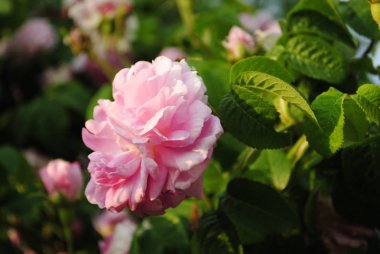 Bahçede kırmızı gül