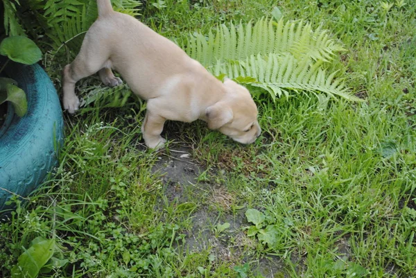 Perro Jardín — Foto de Stock