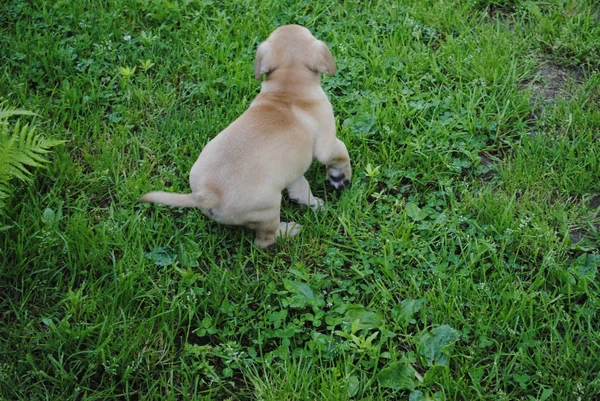 Perro Jardín — Foto de Stock