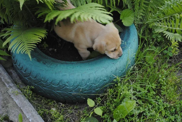 Hund Garten — Stockfoto