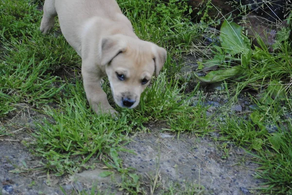 Bahçedeki Köpek — Stok fotoğraf