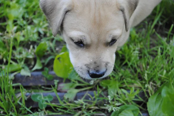 Bahçedeki Köpek — Stok fotoğraf