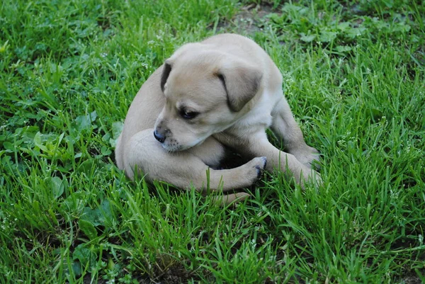 Hund Garten — Stockfoto