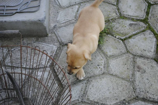 Bahçedeki Köpek — Stok fotoğraf