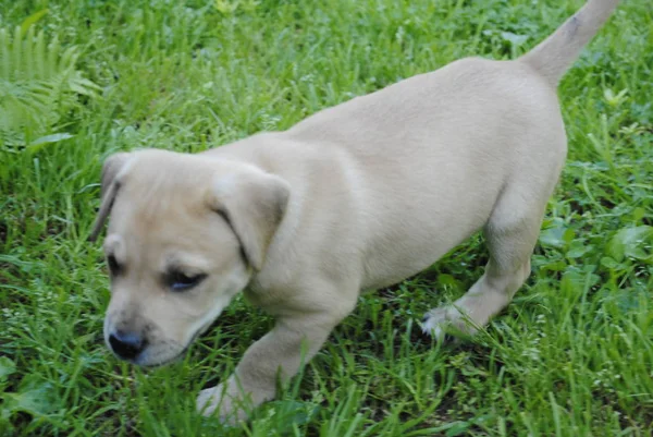 Bahçedeki Köpek — Stok fotoğraf