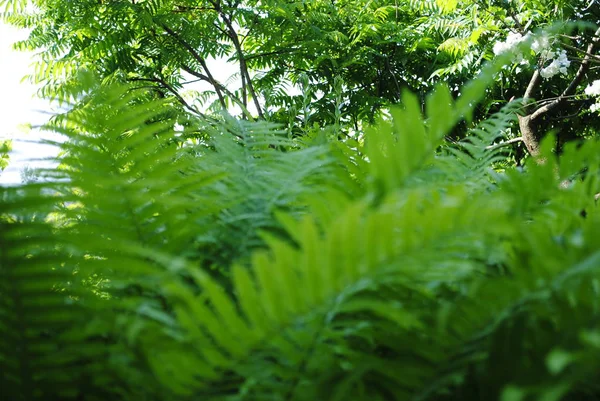 Ferns Forest — Stock Photo, Image