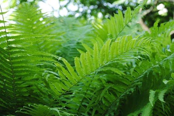 Ormanda eğrelti otları