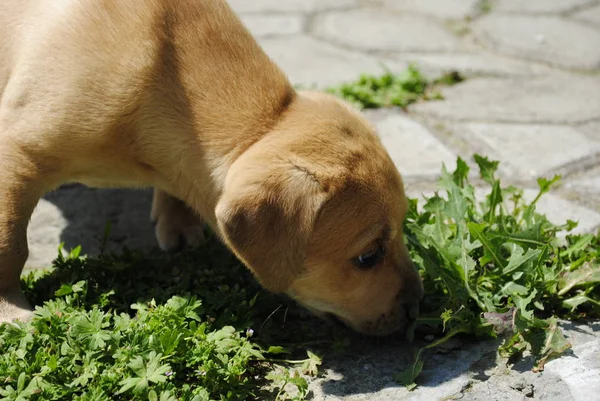 dog in the garden