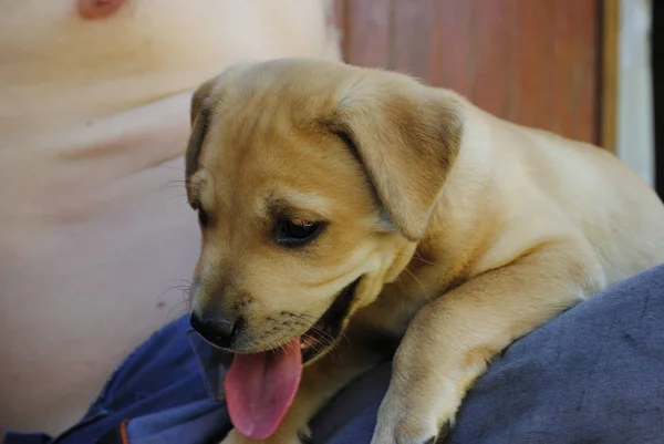 Bahçedeki Köpek — Stok fotoğraf