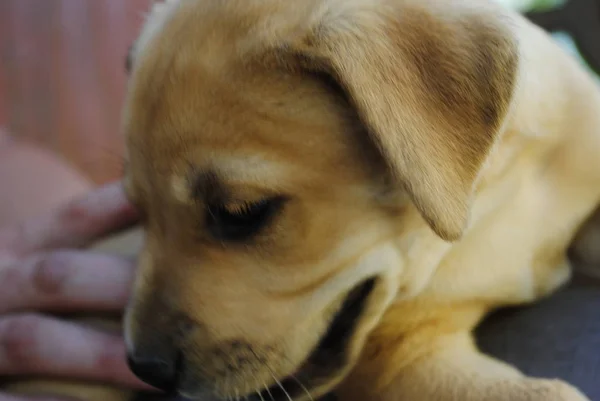 Cão Jardim — Fotografia de Stock