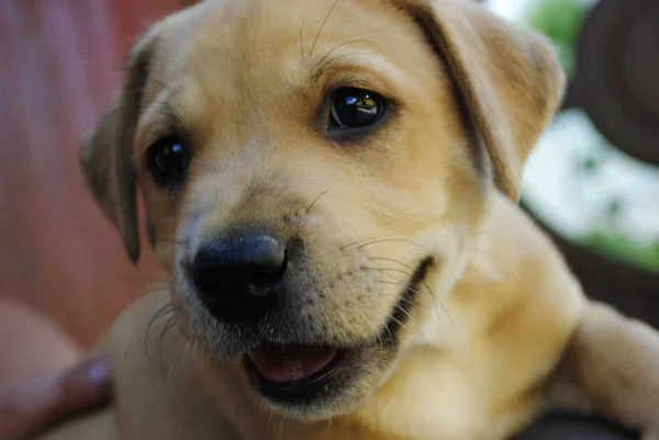 Bahçedeki Köpek — Stok fotoğraf