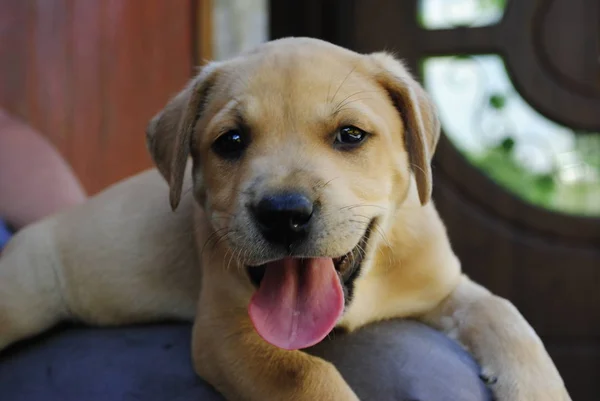 Bahçedeki Köpek — Stok fotoğraf