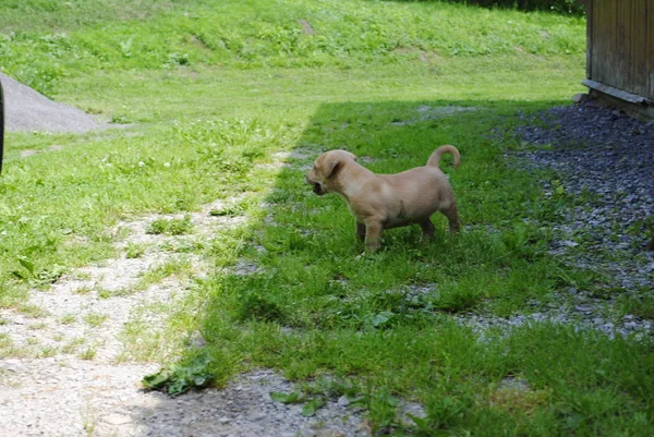 Dog Garden — Stock Photo, Image