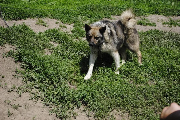 Çimlerin Üzerindeki Köpek — Stok fotoğraf