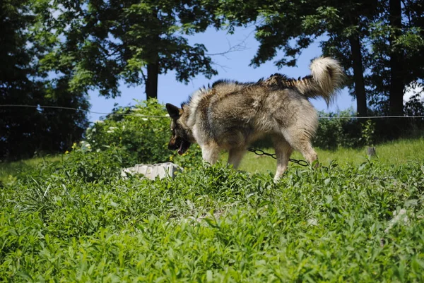 Собака Траві — стокове фото