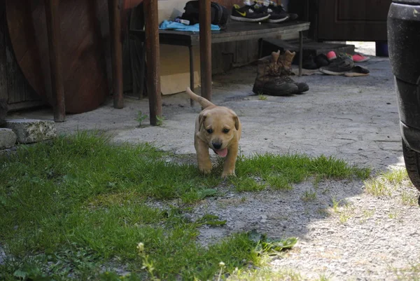 Bahçedeki Köpek — Stok fotoğraf