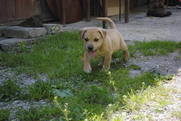 Cão Jardim — Fotografia de Stock