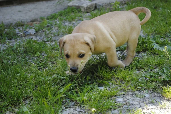 Hund Garten — Stockfoto