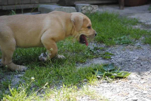 Hund Garten — Stockfoto