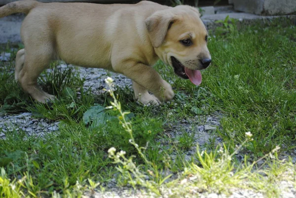 Perro Jardín — Foto de Stock