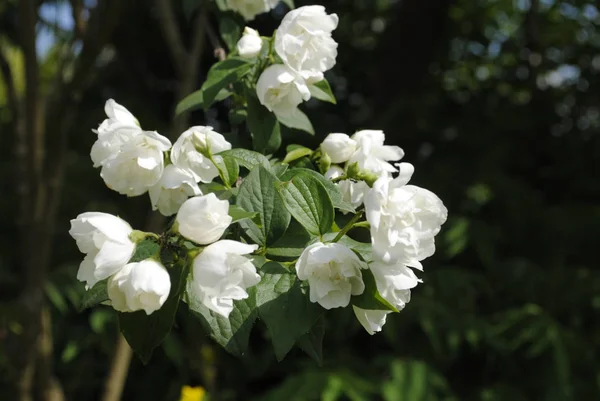 Bahçede beyaz çiçekler