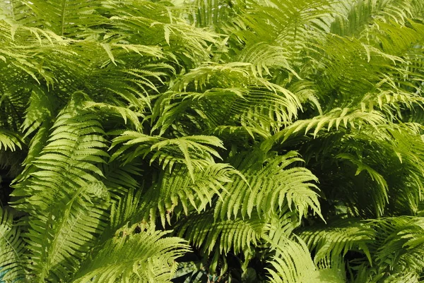 bahçede genç bitkiler