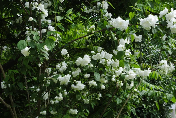 Vita Blommor Trädgården — Stockfoto