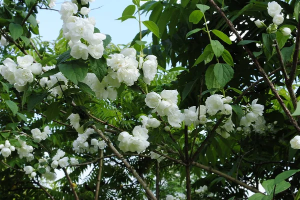 Bahçede beyaz çiçekler