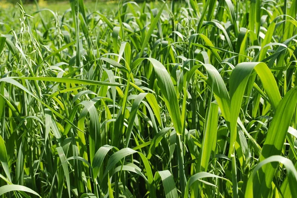 Das Maisfeld lizenzfreie Stockbilder