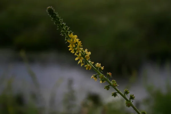 Kwiat Trawie — Zdjęcie stockowe