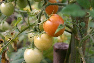 Bahçede yeşil domates