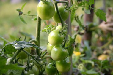 Bahçede yeşil domates