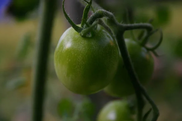 Tomate Verde Jardim — Fotografia de Stock